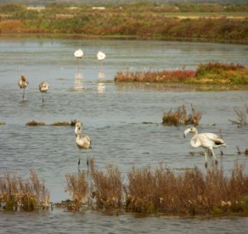 Aves que anidan en el Parque Natural del Delta del Ebro